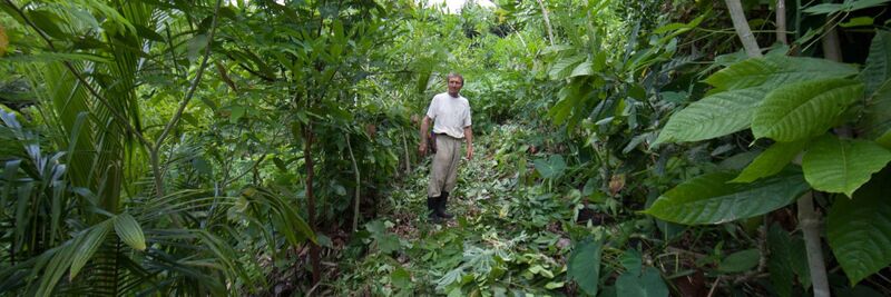 Ernst Götsch in his syntropic agroforestry farm