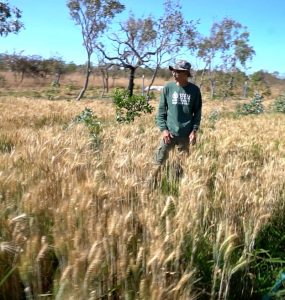 Dense mulch layer in syntropic farming system