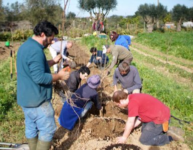 Tree line in a syntropic agroforestry system