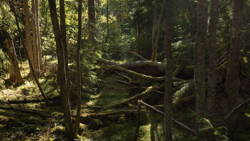 Dense forest landscape monitored by Arbonics platform