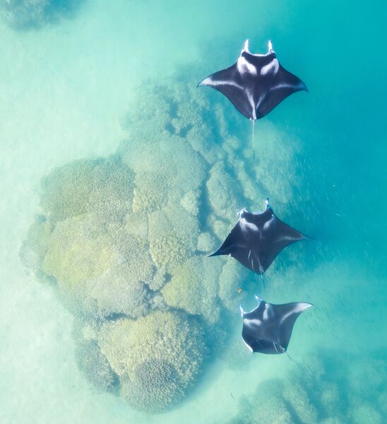 Ocean reef ecosystem teeming with marine life