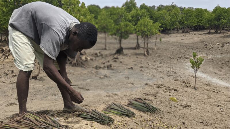 Mangrove restoration project in Mombasa, Kenya