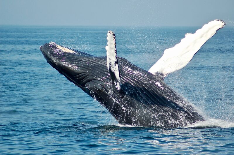Humpback whale breaching in ocean waters