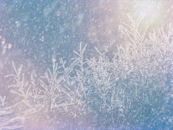 Dense Swedish boreal forest with moss-covered ground