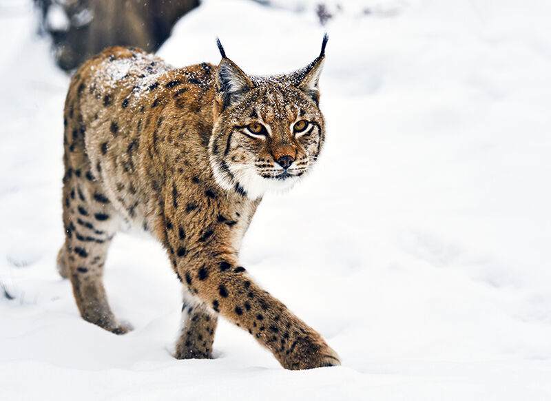 European lynx in Swedish forest habitat