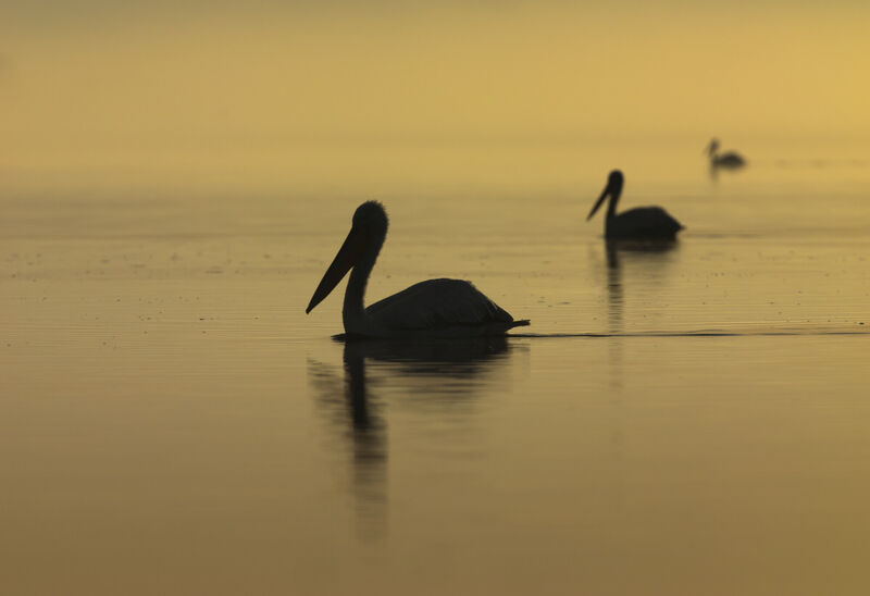 Wild European landscape