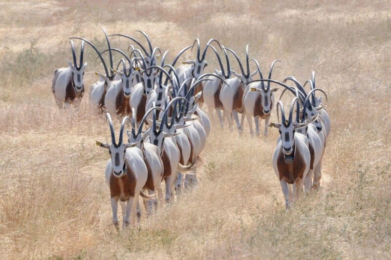 Scimitar-horned oryx reintroduced to the Sahel