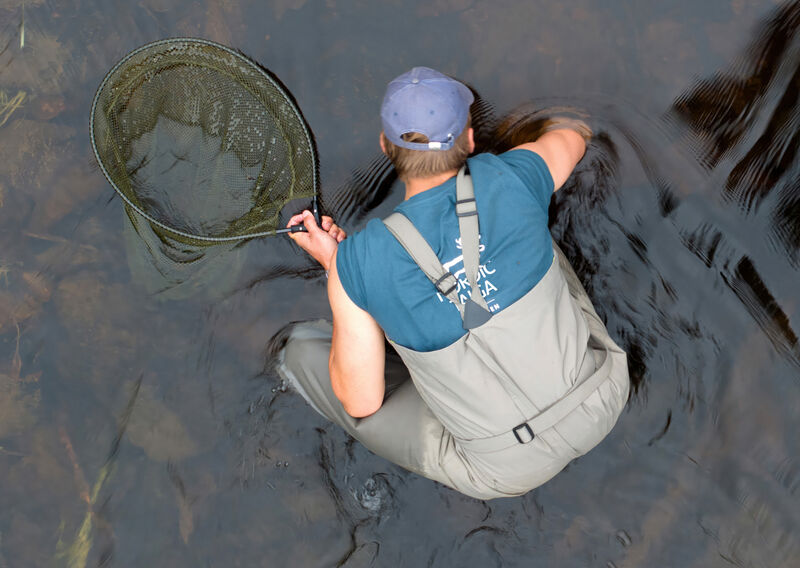 Freshwater mussel research in Swedish rivers