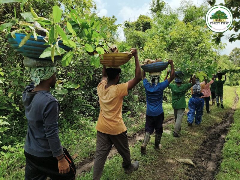 Indigenous community member as guardian of forest ecosystem