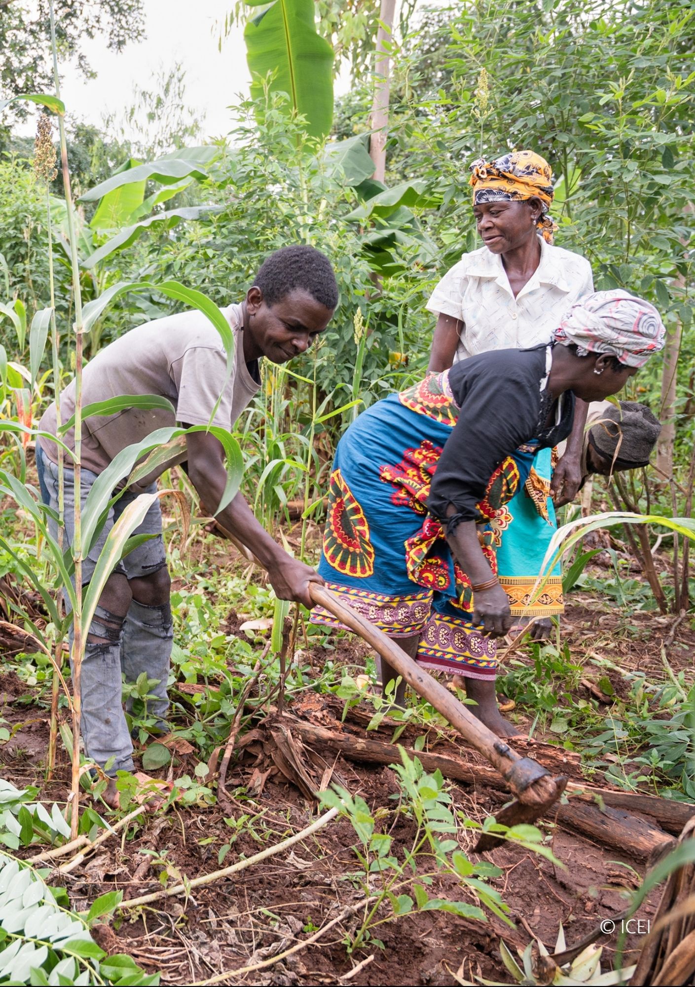Three people tending soil in an agroforestry plot with banana trees and mixed crops, Mozambique