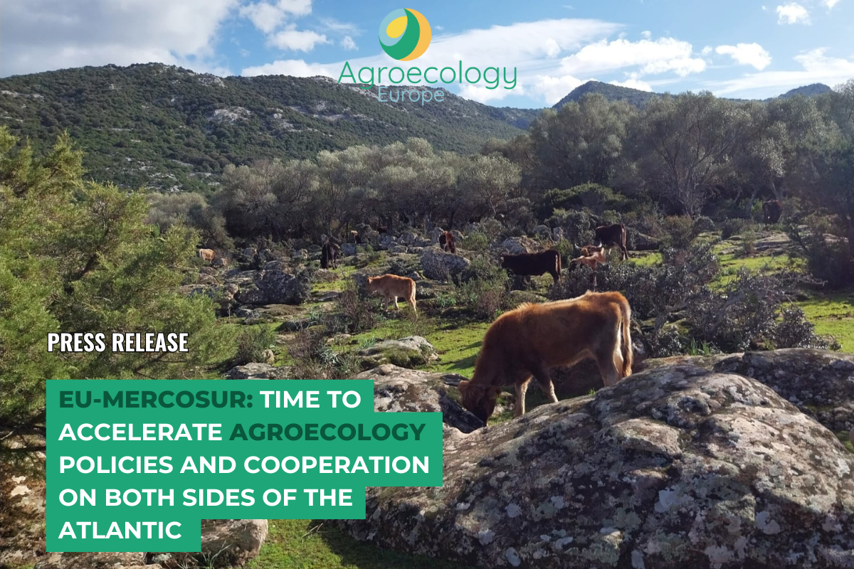 Cattle grazing among rocks and olive trees in a Mediterranean agroecological landscape