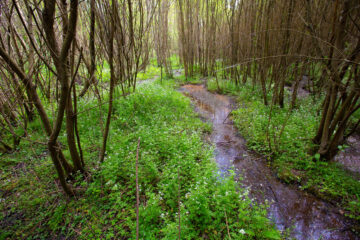 Muddy woodland path winds through dense green undergrowth and bare trees in Normandy forest