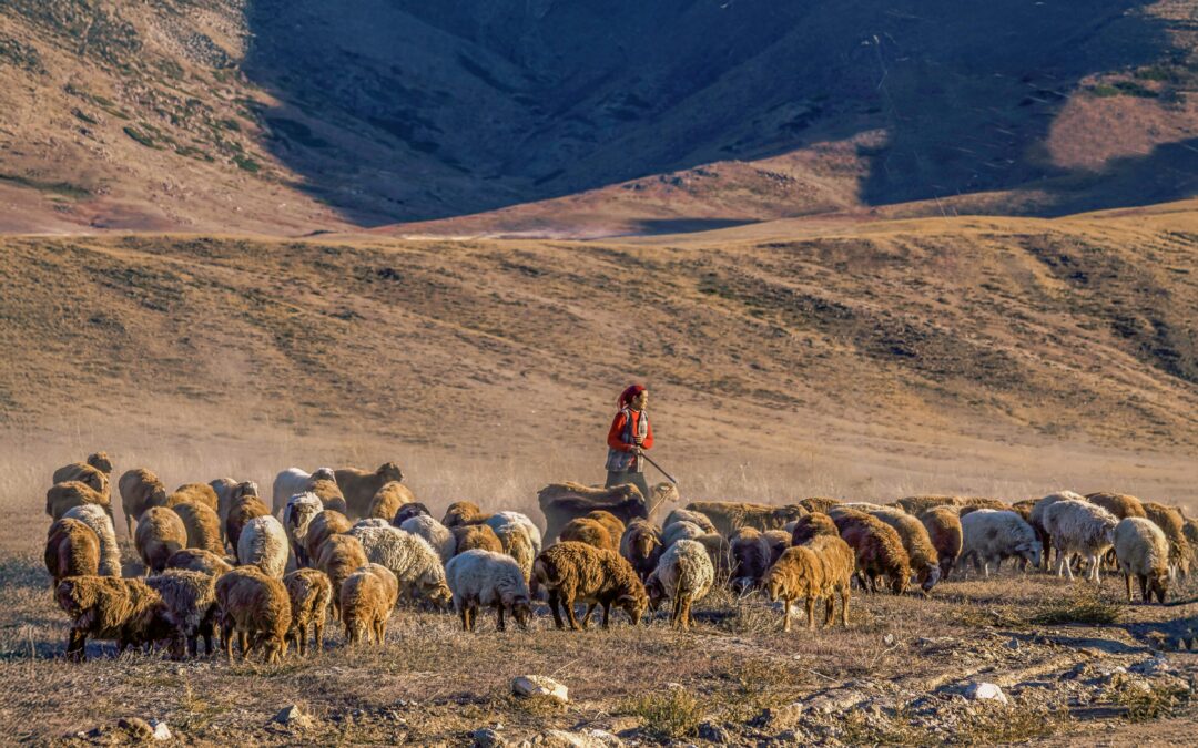 Shepherd in red vest tending mixed flock of sheep across golden rangeland with mountains beyond