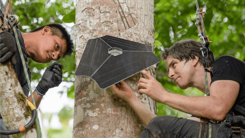 Rainforest canopy with Guardian acoustic monitoring system