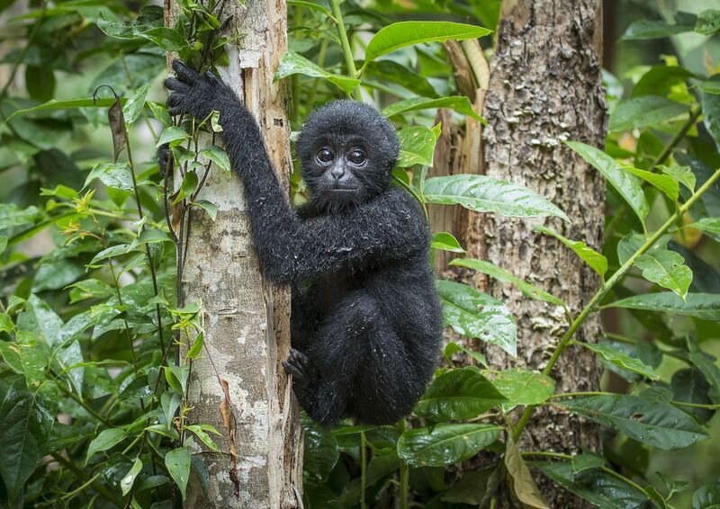 Dense tropical forest protected by Guardian sensors